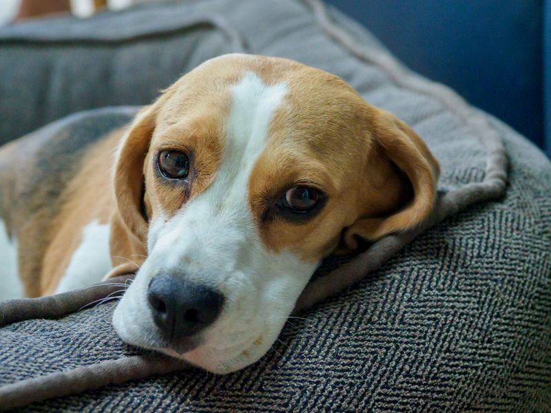 27 Dog Breeds That Show Loyalty Through Affection and Daily Companionship 10 Beagle