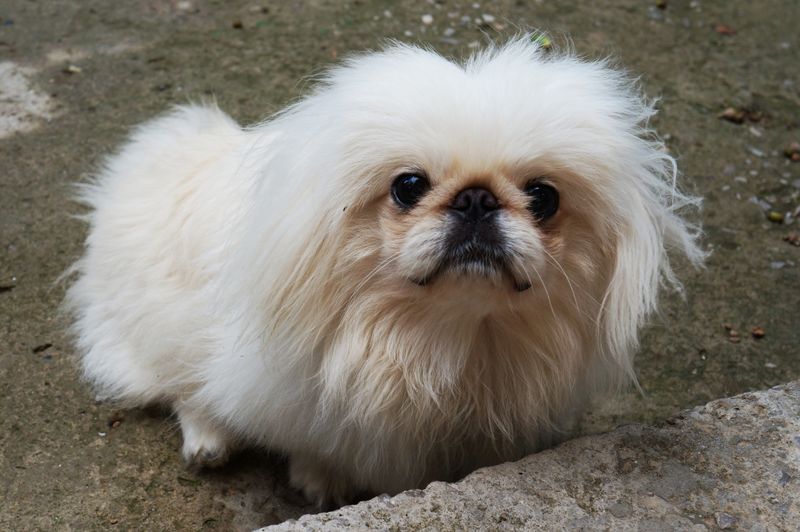 Pekingese