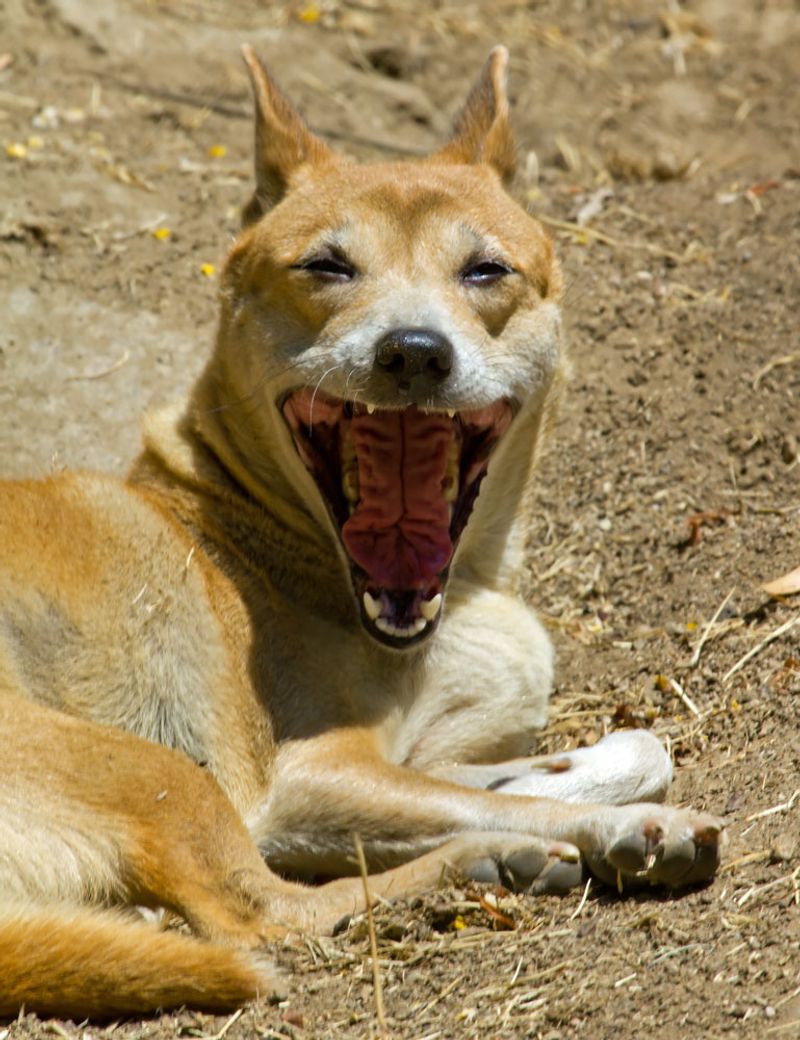 New Guinea Singing Dog