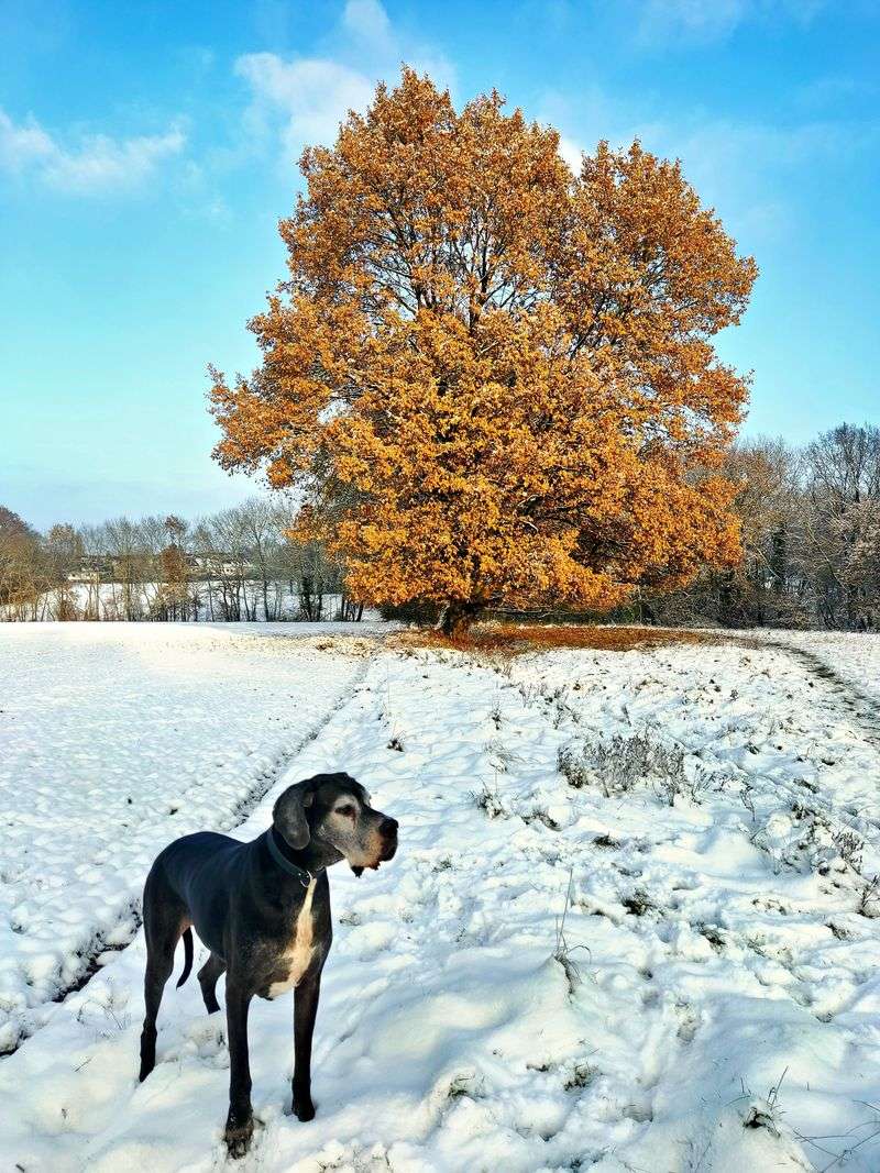 Great Dane - the sky-high showstopper