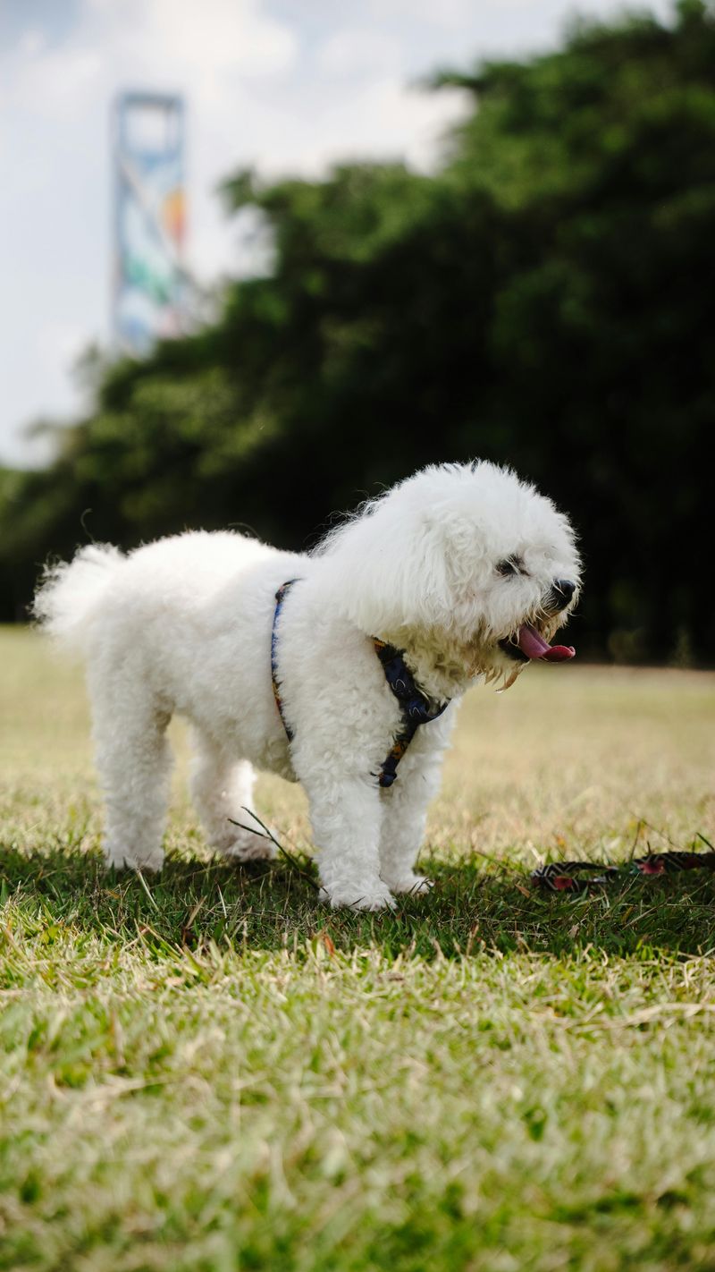 Bichon Frise