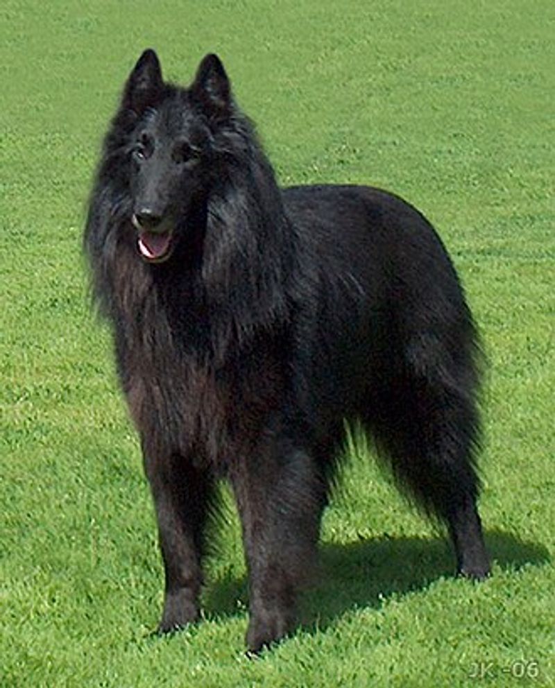 Belgian Sheepdog
