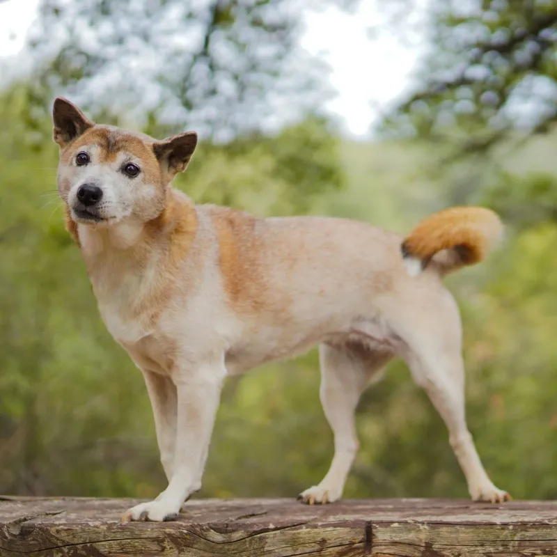 24 Distinctive Dog Breeds You Don’t See Every Day 15 New Guinea Singing Dog