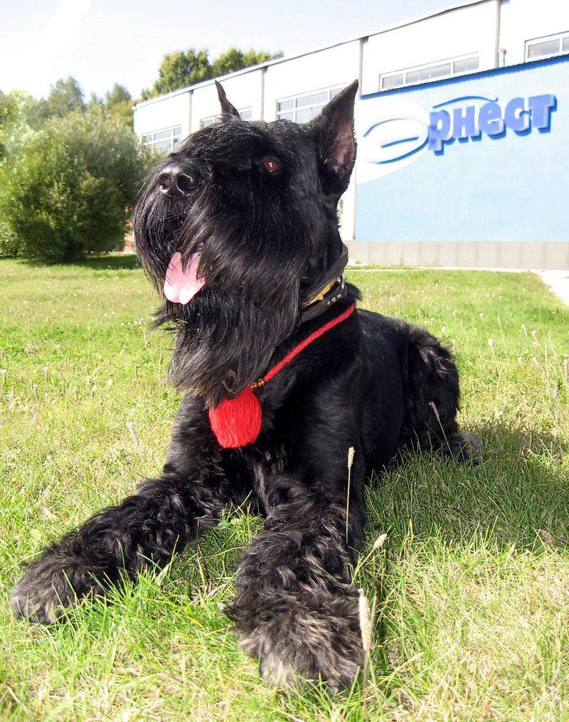 26 Protective Dog Breeds and How to Manage Their High Energy and Instincts 21 Giant Schnauzer