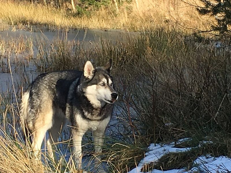 Choose the wrong energy level and your dog's morning routine may become your new fitness program 4 Siberian Husky
