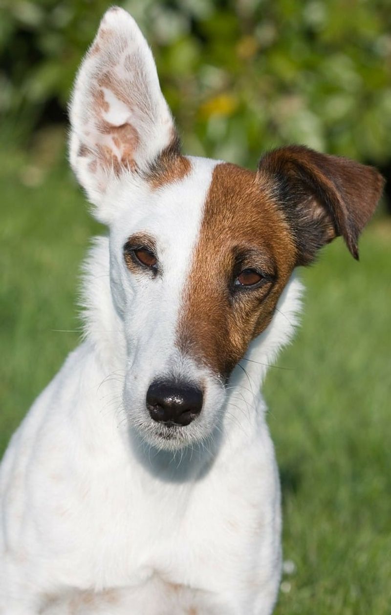 Toy Fox Terrier