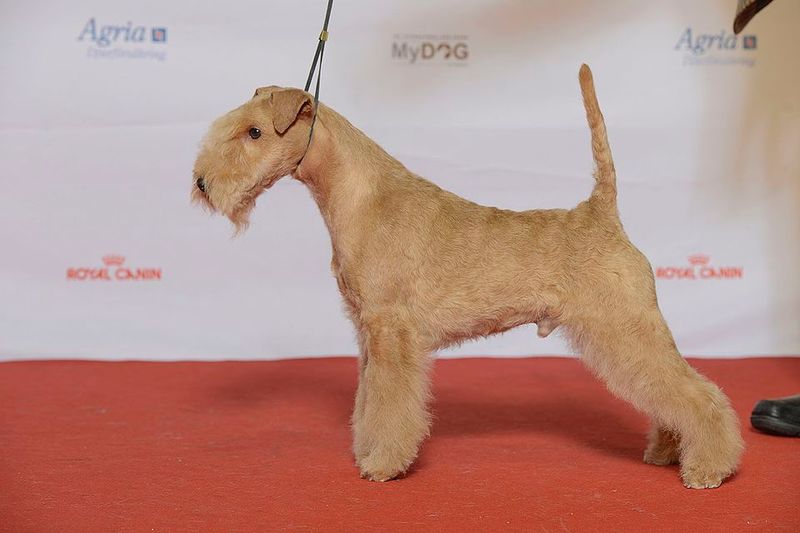 Lakeland Terrier