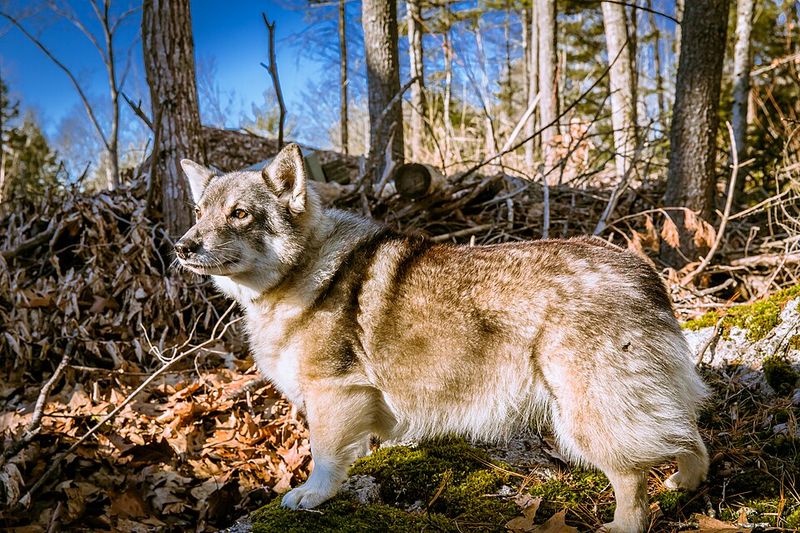 Swedish Vallhund