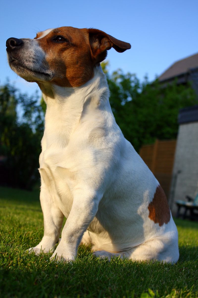 Jack Russell Terrier