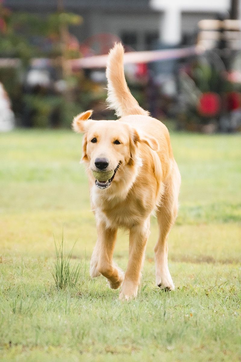 Your ordinary daily routine can become the most important thing in the world to these devoted dogs 6 Golden Retriever