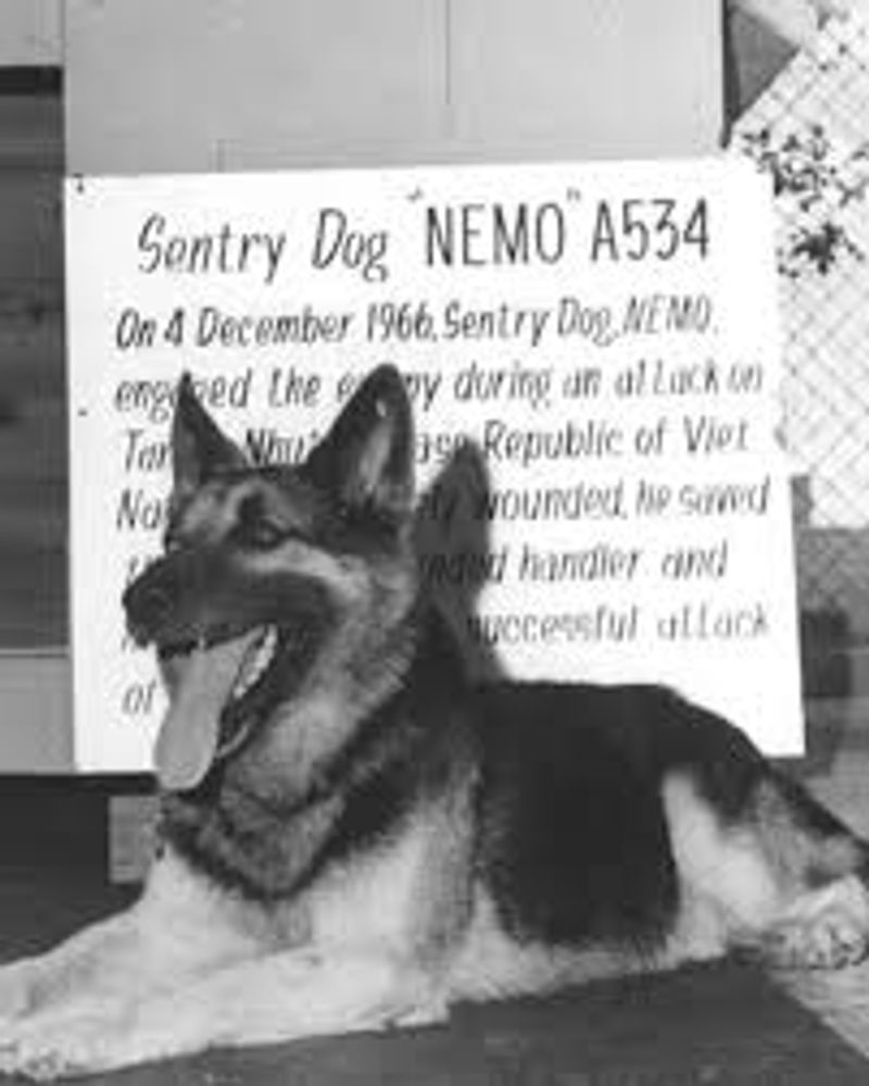 20 Famous Dogs Remembered for Bravery, Loyalty, and Service 13 Nemo