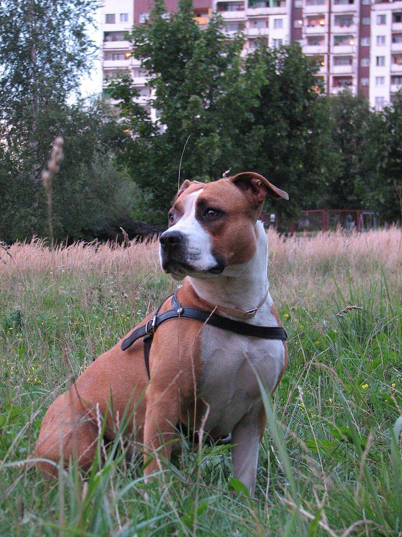 14 dog breeds that could be exactly what your family needs - even if you've never considered them before 7 American Staffordshire Terrier
