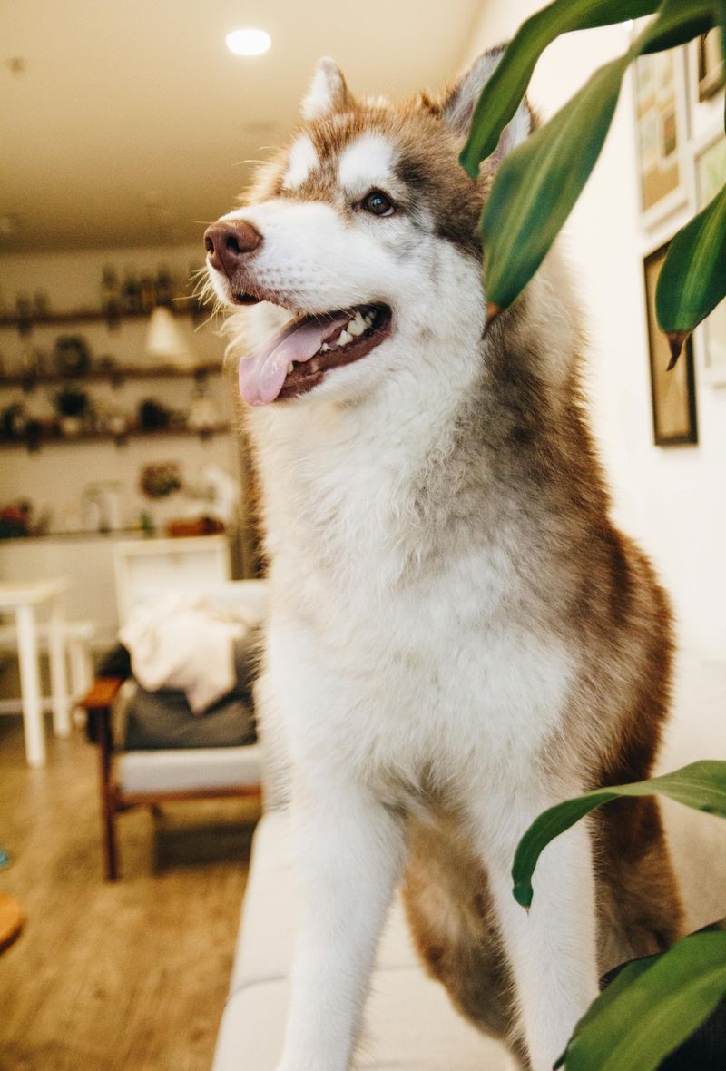 Alaskan Malamute