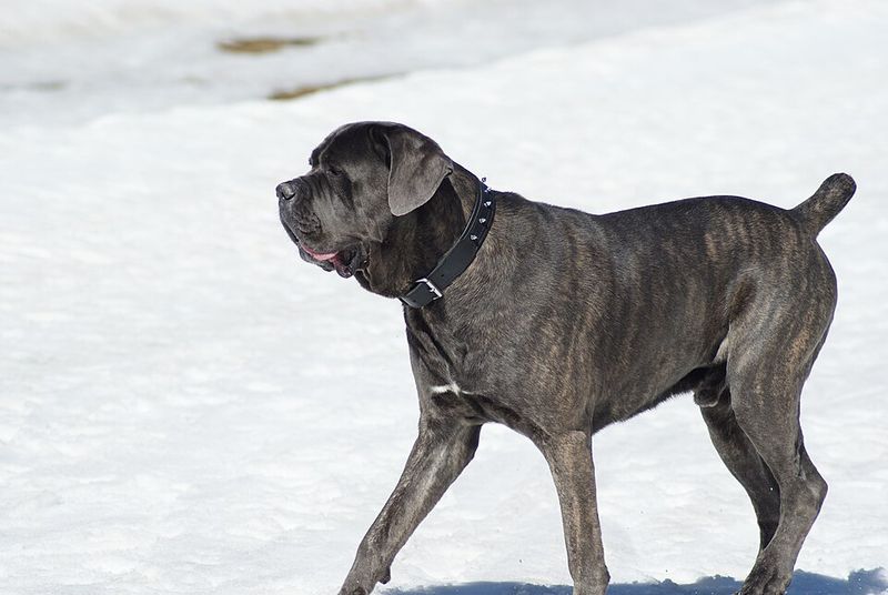 Built for serious jobs, these dog breeds combine powerful physiques with impressive jaws 6 Cane Corso