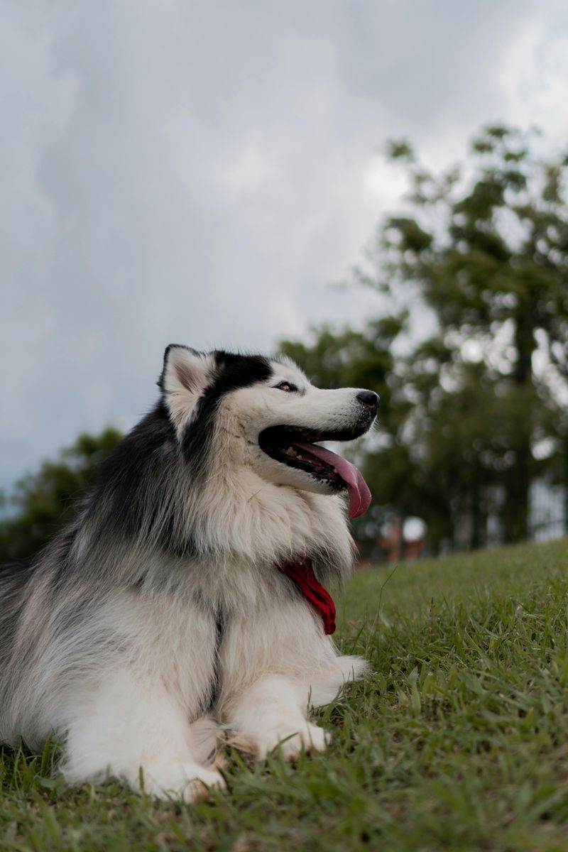 12 dog breeds owners should think carefully about before adding other pets 5 Alaskan Malamute