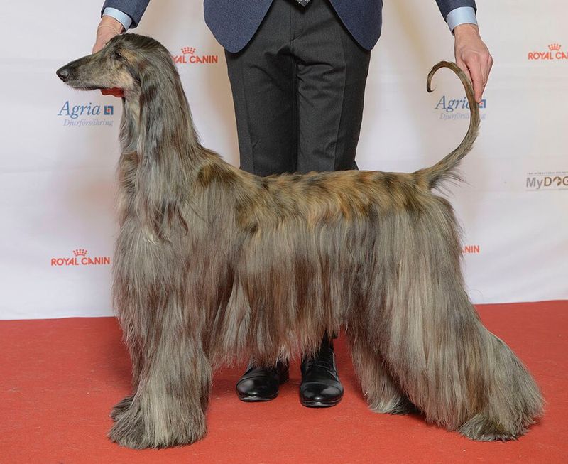 11 dogs that aren't known for showing much affection - plus 3 that love their owners with their whole heart 6 Afghan Hound