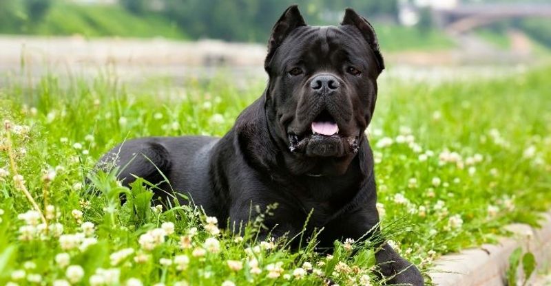 Cane Corso