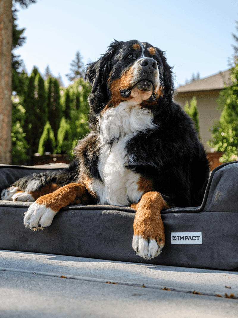 The calmest companion in the house is often one of these remarkably steady dog breeds 7 Bernese Mountain Dog