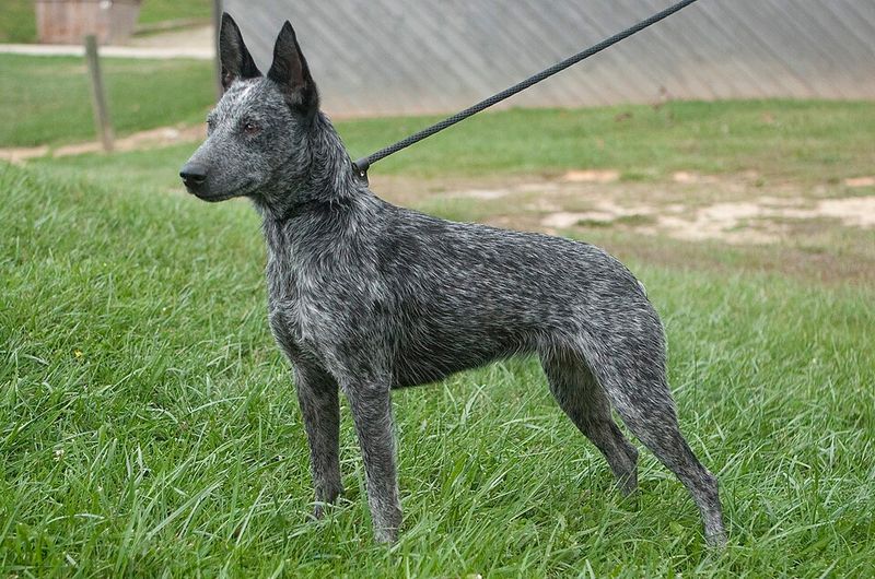 Australian Cattle Dog