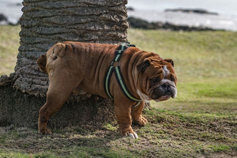 10 dogs whose popularity can create unexpected security concerns - plus 2 ways to reduce the risk 7 English Bulldog