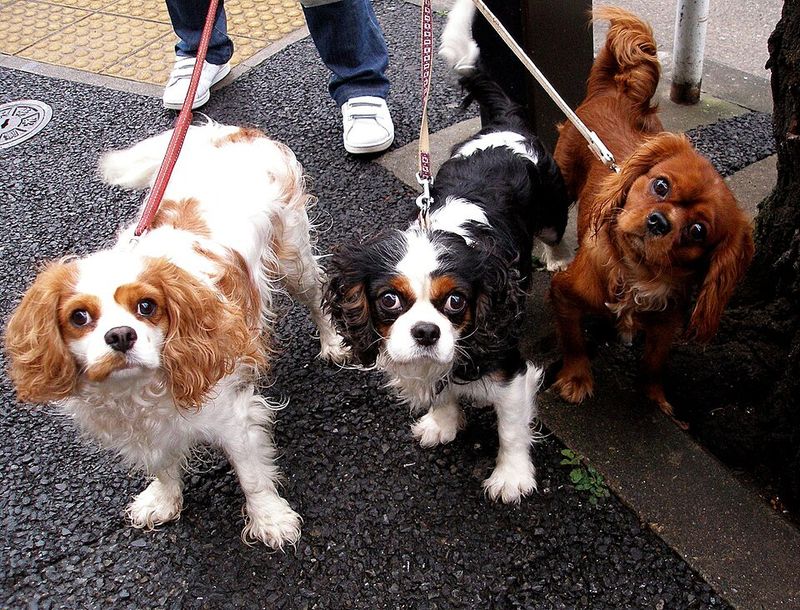11 dogs that may adore you from across the room - and 2 that won't leave enough room between you 14 Cavalier King Charles Spaniel