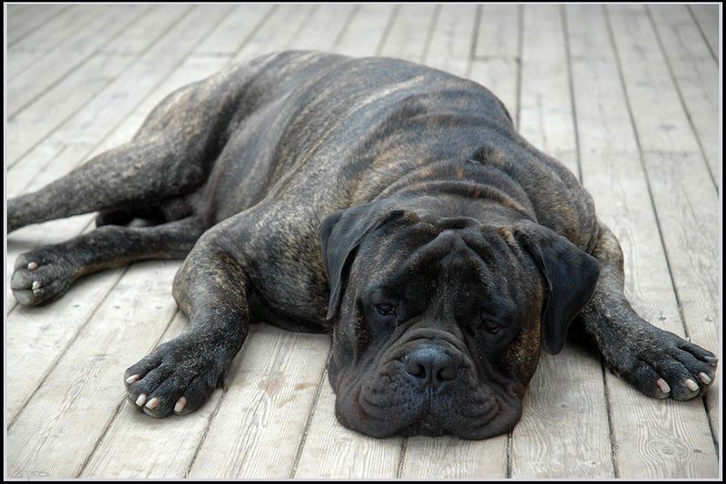 Some dogs turn everyday life into an adventure - these breeds can make it feel wonderfully peaceful instead 11 Bullmastiff