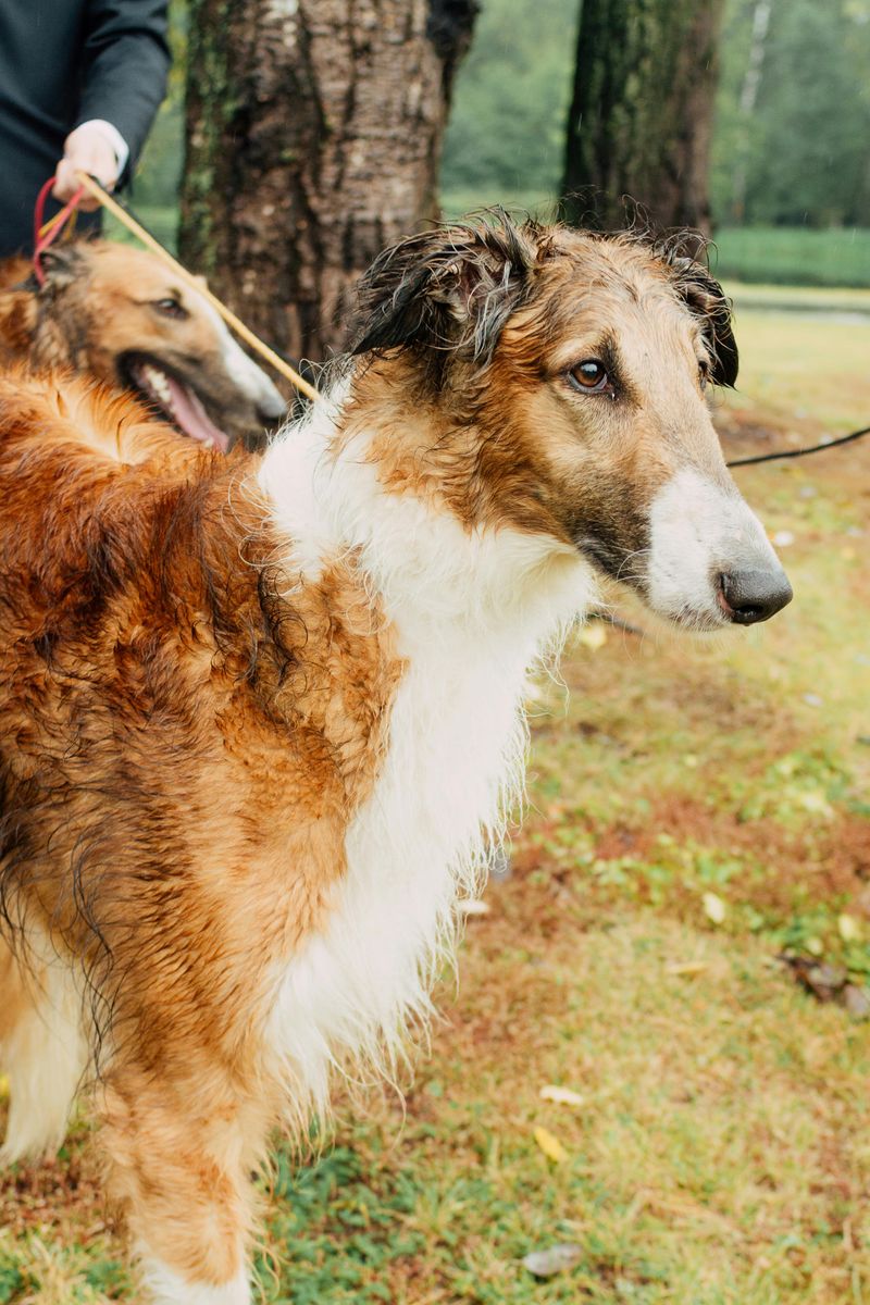 Borzoi