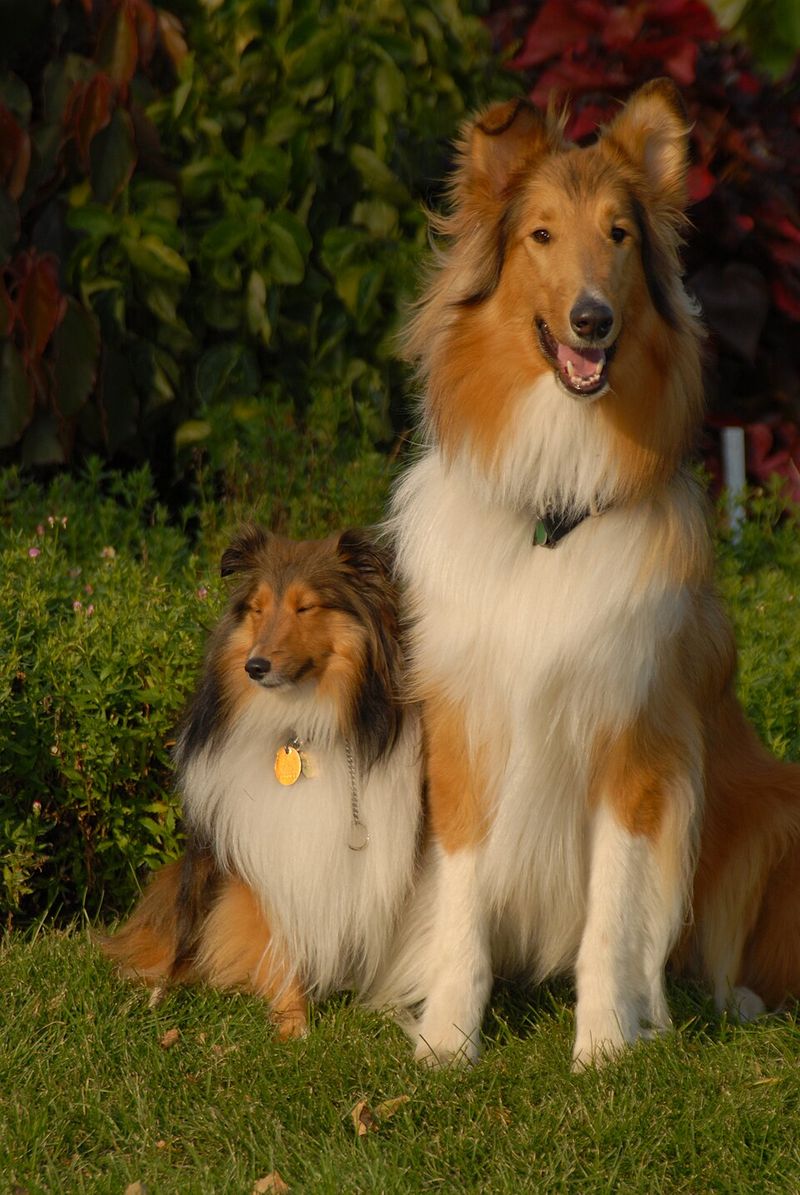 18 Deeply Devoted Dog Breeds That Wear Their Hearts on Their Paws 13 Shetland Sheepdog