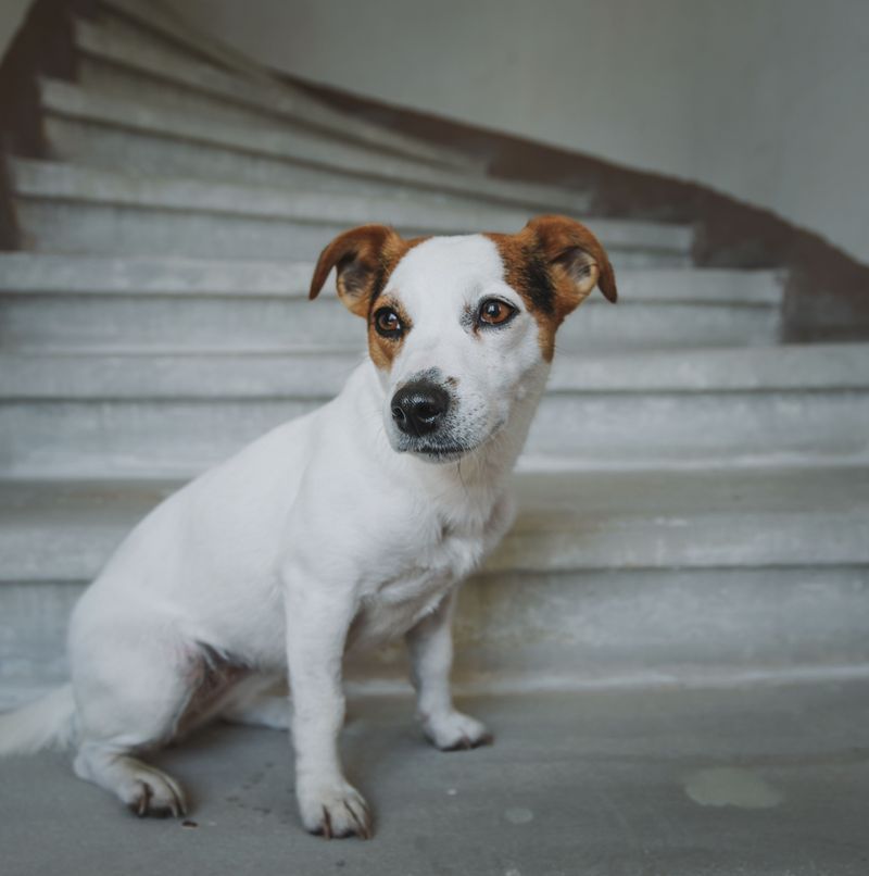 Smart dogs aren't automatically easier - These breeds can make boredom your problem too 12 Jack Russell Terrier