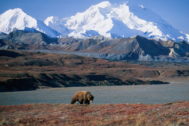 Denali: Alaskan Wilderness