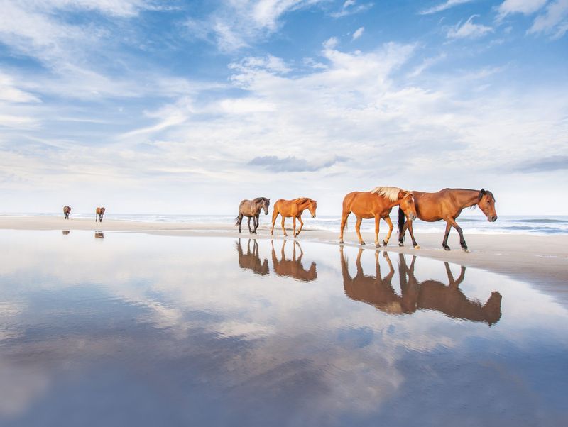 Protect Wildlife Encounters