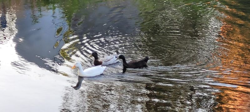 The Canal, the Ducks, and Everyday Life Today