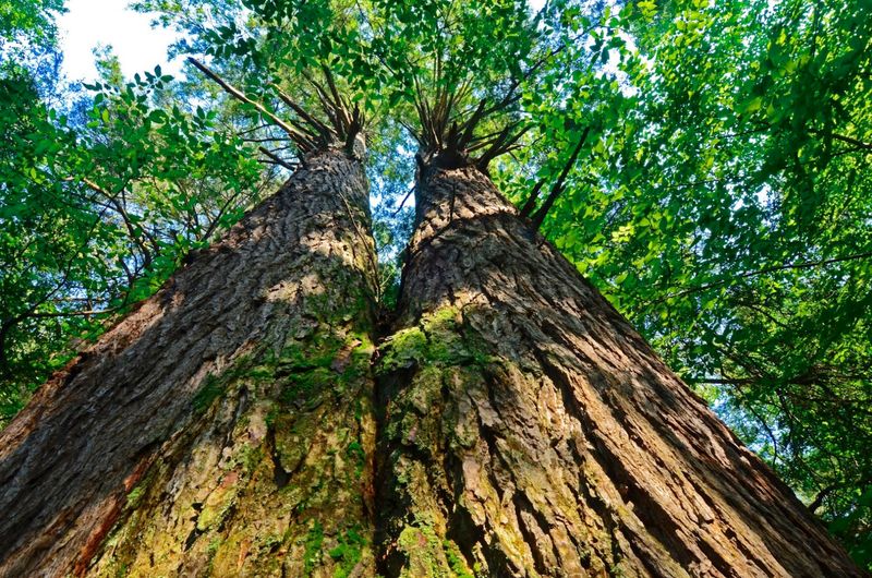 Cathedral State Park And Its 500-Year-Old Hemlocks