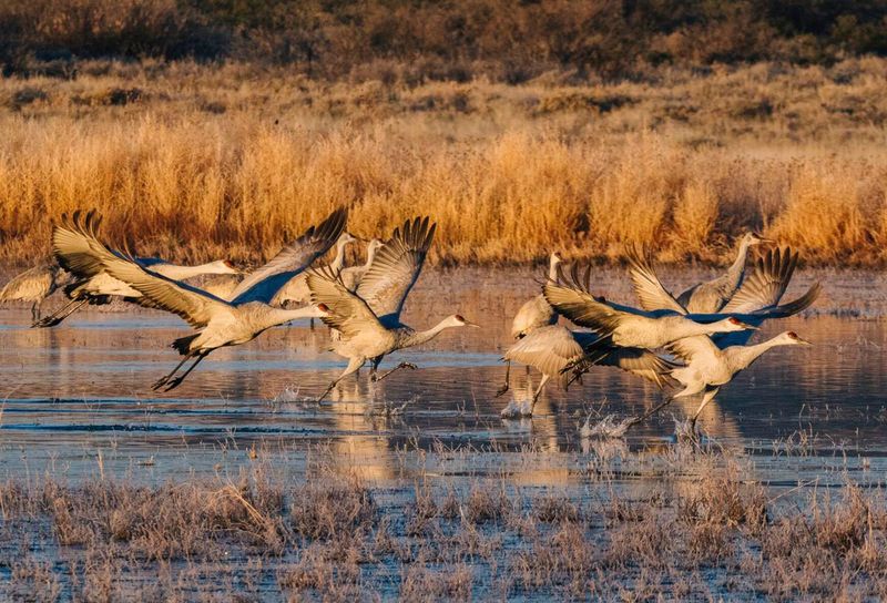 Bosque del Apache National Wildlife Refuge