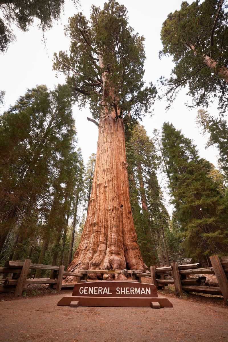 Sequoia: Land of Giants