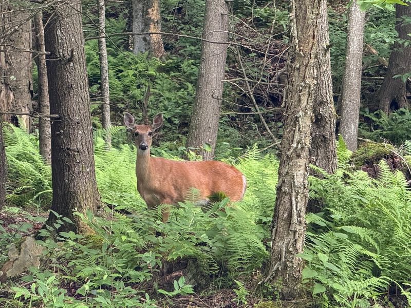 Middle Ridge Trail In Canaan Valley