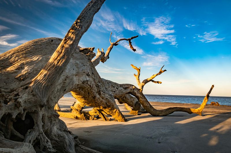 Driftwood Beach, Jekyll Island, Georgia