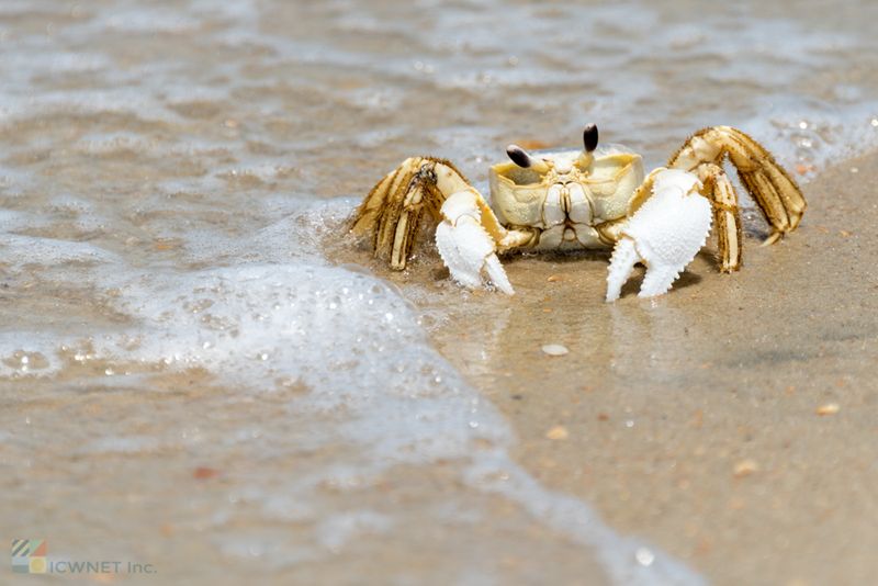 Ghost Crab Night Safari in Kill Devil Hills