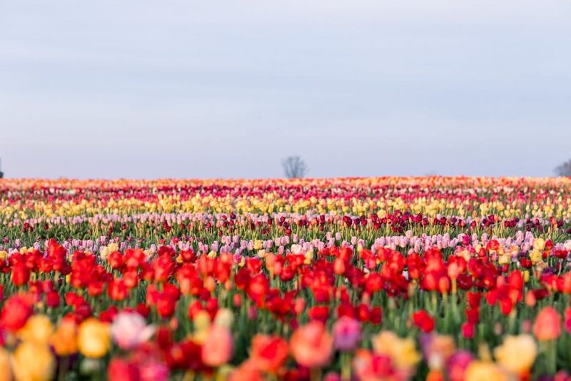 Why Brown Hill Farms is worth the spring trip