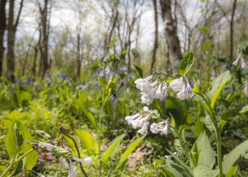 Raccoon Creek State Park Wildflower Reserve (Hookstown)