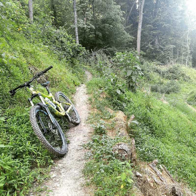 Mountain Biking Singletrack