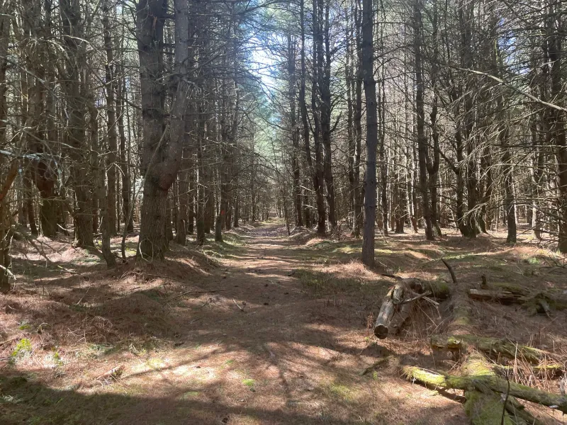 Bark Cabin Natural Area (Waterville)