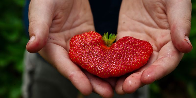 Weaver’s Orchard, Morgantown