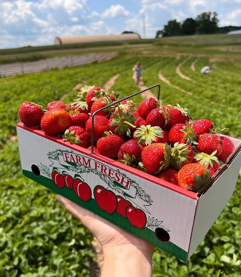 Triple B Farms, Monongahela