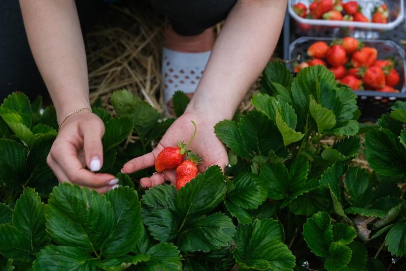 Shady Brook Farm, Yardley