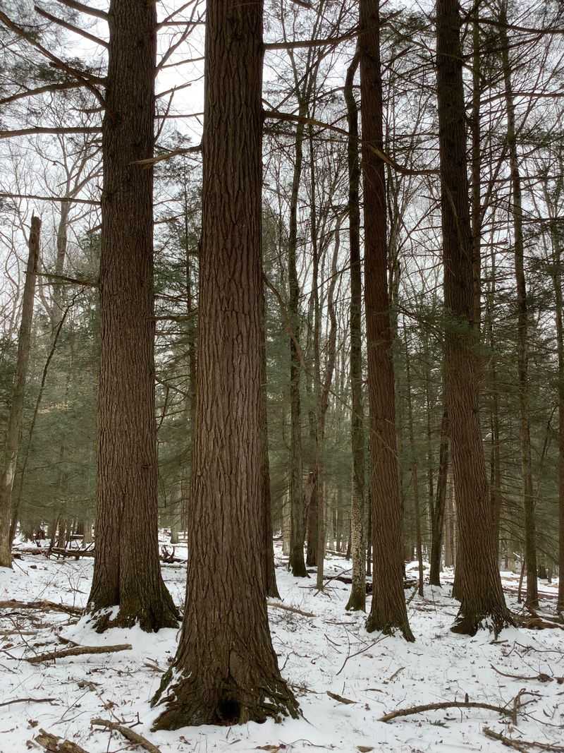 Bark Cabin Natural Area (Waterville)