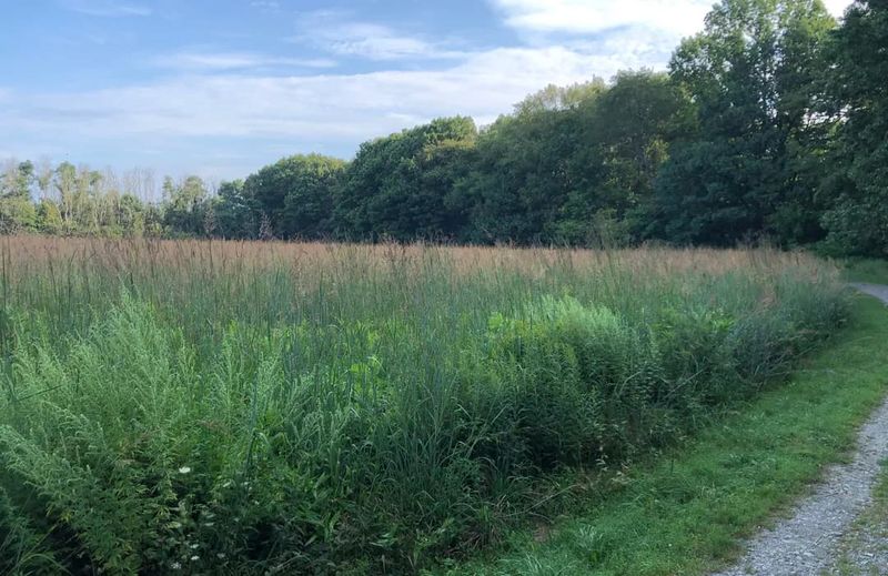 Lookout Via Transition Trail (Lake City)