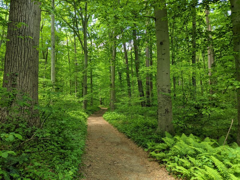 Tyler Arboretum, Media