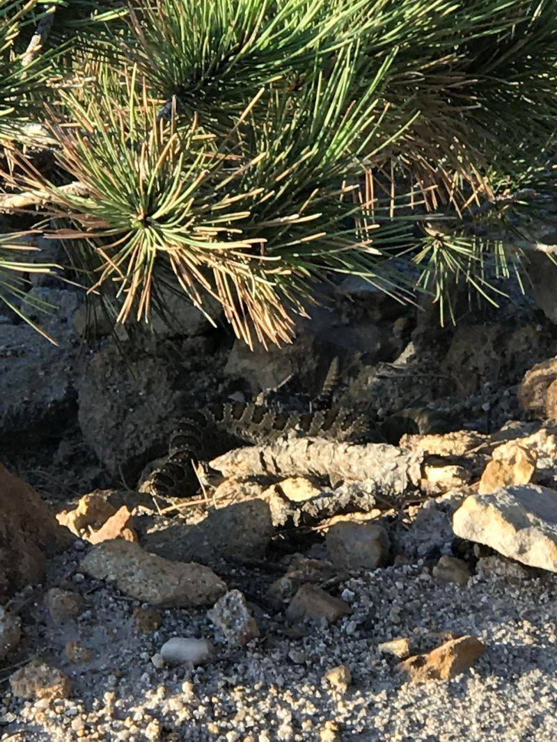 Safety, Wildlife, and Trail Etiquette