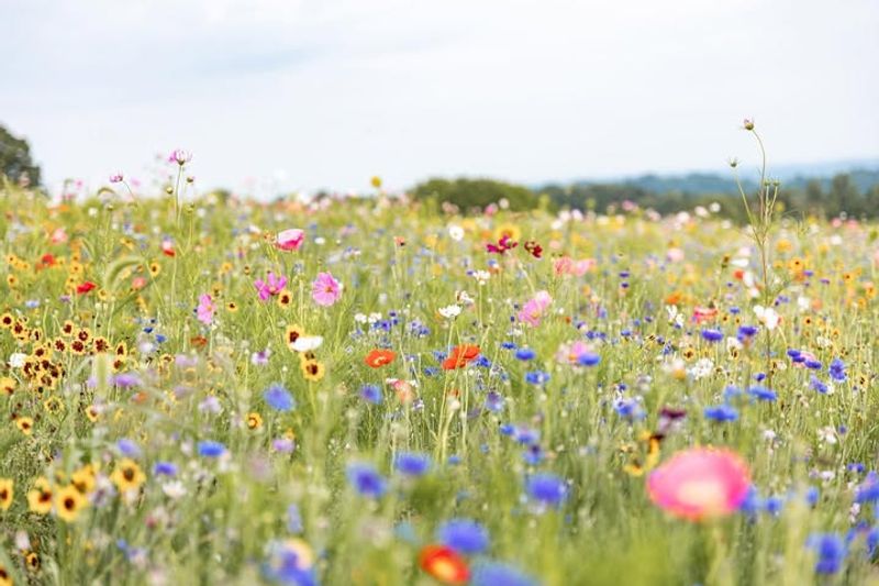 A Hilltop Farm That Feels Like a Living Painting